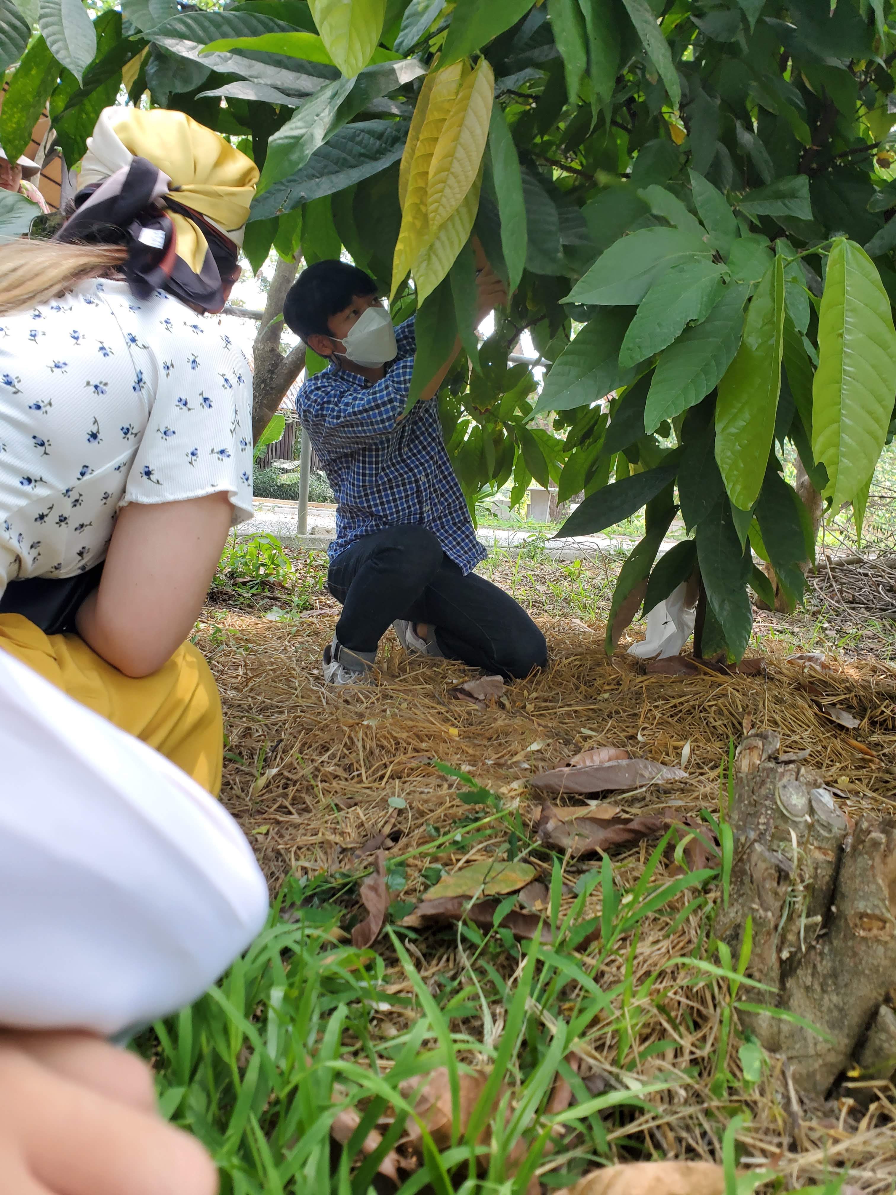 Seeing the plants at Akha Ama Coffee