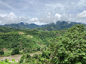 Peruvian jungle